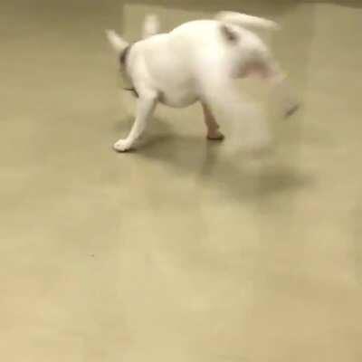The rare post-elevator circular zoomies.