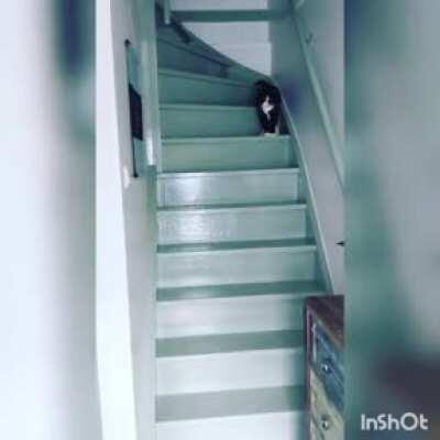 The most DRAMATIC cat I ever met as a catsitter. His morning greeting.