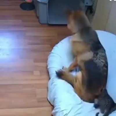 A dog and cat fight over the best spot in the house