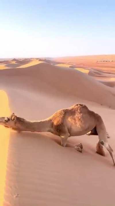 This is how camels climb steep sand dunes.