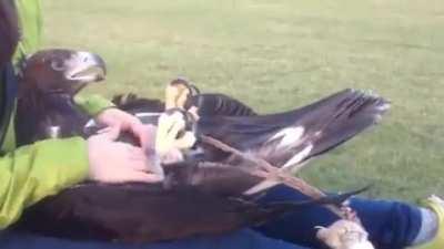 This is the world’s largest flying Engine of Murder marveling at the fact that it can actually have its tummy rubbed.