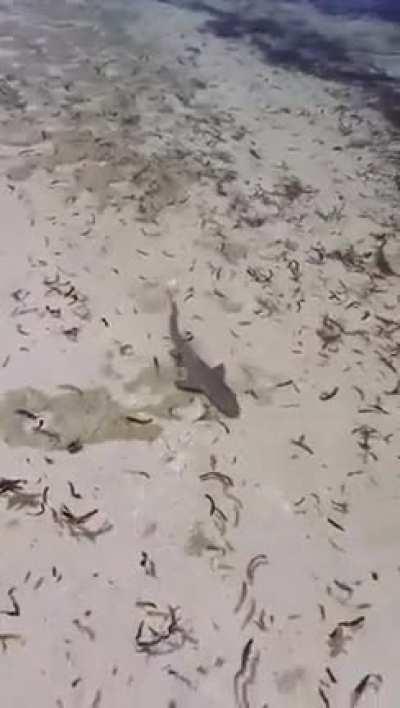 Don't be worried, sharks are not aggressive in shallow wa......