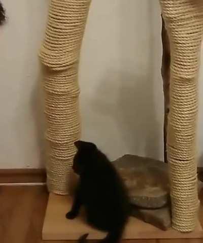 This guy teaching his cat to use scratching post