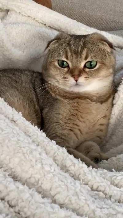 She’s not a fan of my allergies...