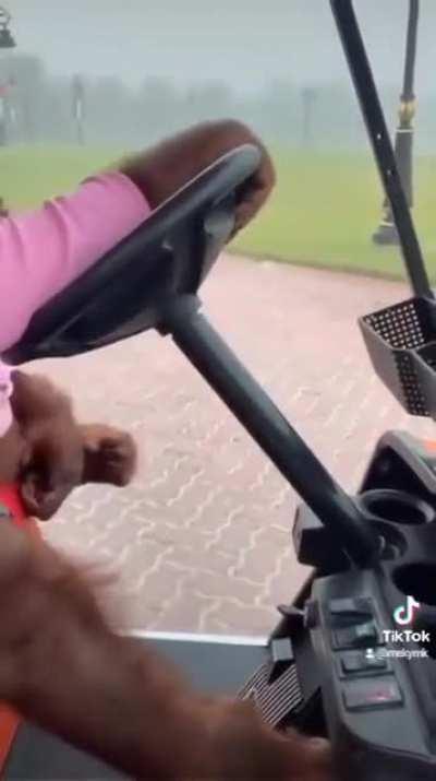 All aboard the banana express