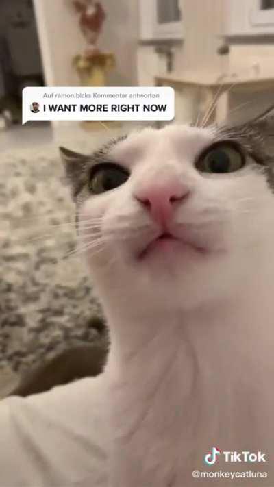 More of the scrungy kitty (with sound)