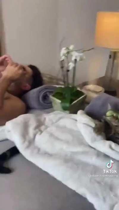 Have cats gone too far?