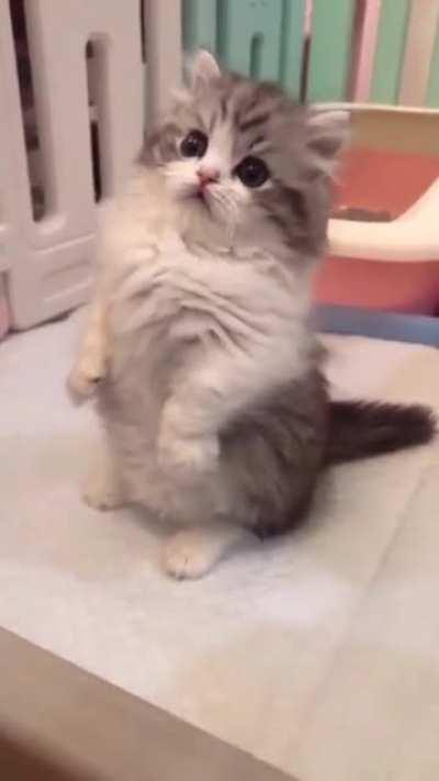 Cat.
