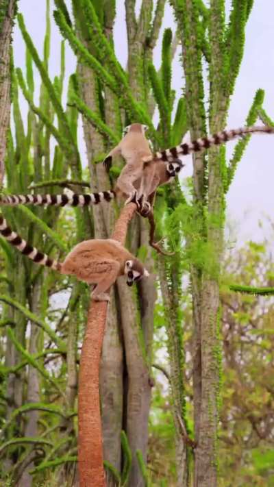 🔥 Ring-tailed lemurs showing off their agility on a natural jungle gym