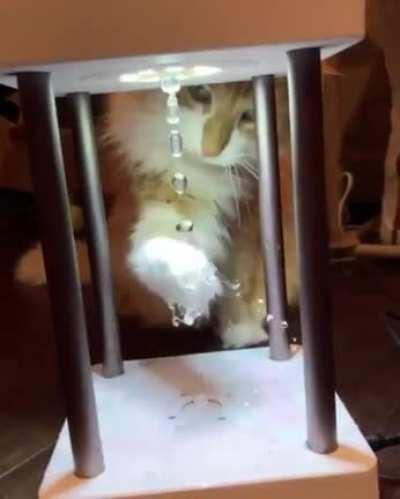Cat vs anti-gravity fountain lamp.