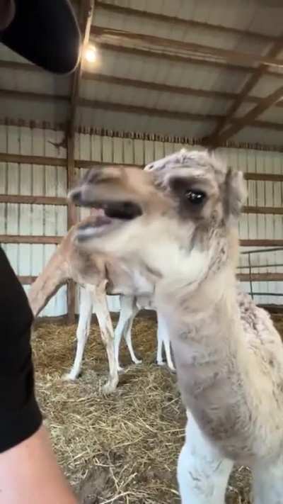 For those who have never heard what noise a baby camel makes, this is what it sounds like