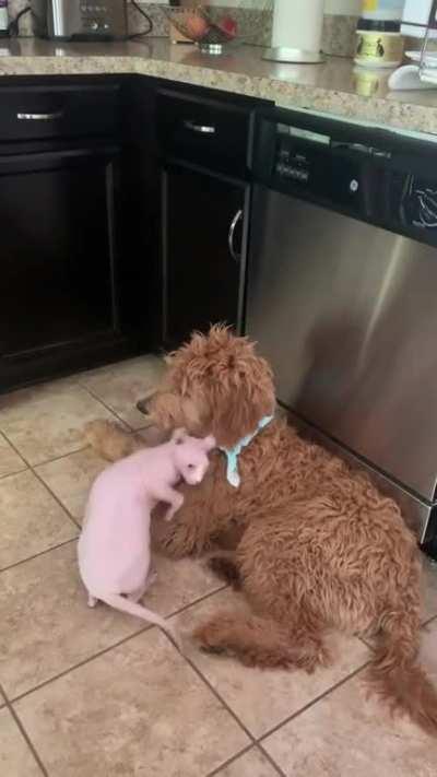 Why is this weirdo covered with hair????