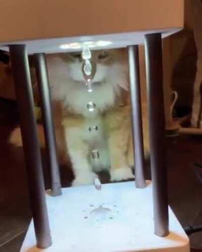 Cat vs Anti-Gravity Fountain Lamp
