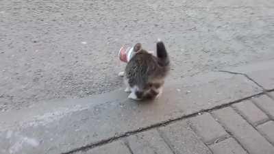 Found this Random kitten on the street.