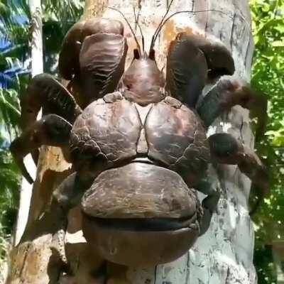 🔥 Coconut crab
