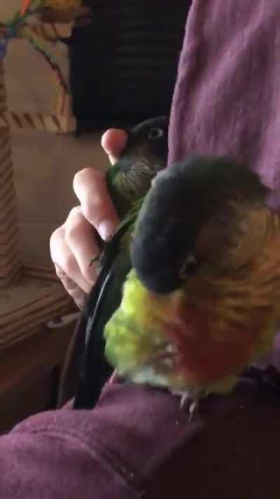 Him - absolutely not, we are not getting a parrot 💖😂