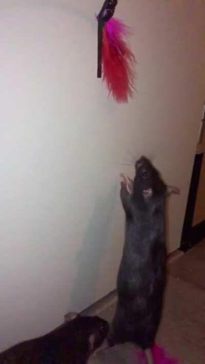 Slo-mo handsies cuteness... it makes me laugh and cry at the same time, my little baby is trying so hard!!! (She got it of course :))