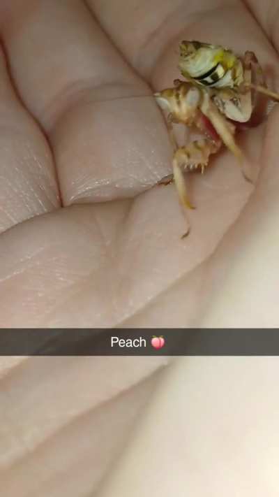 My new mantis peach 🍑!