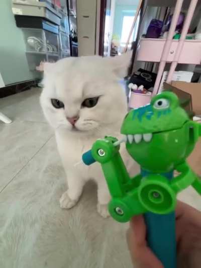 found a new cat toy