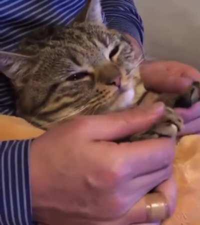 Walk A Mile In My Paws And You’ll Understand