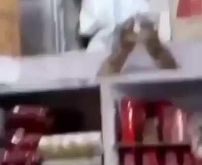 Ratatouille On Crack