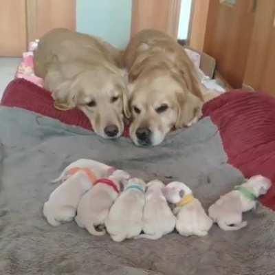 Tired, Happy Parents