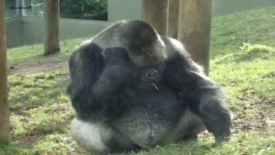 ride wife, life good