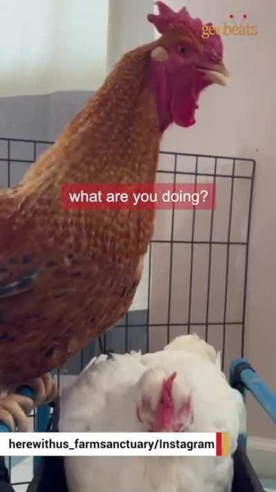 Shrimp and Basil’s love story at Here With Us Farm Sanctuary