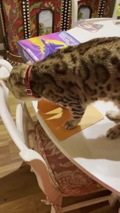 How dare you farm out my meows