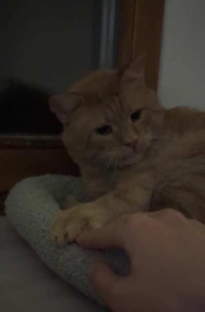 What the hell, human?! More!