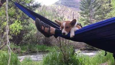 A corgi and a hammock