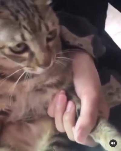 WCGW if a cat swats a bee