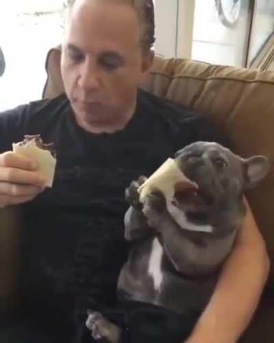 Just a doggo and his burrito.