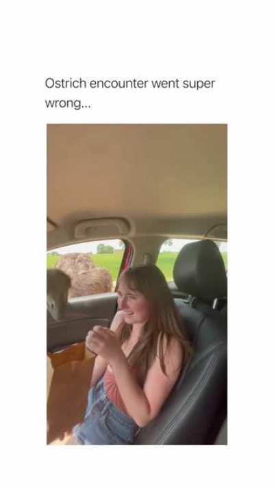 the ostrich just wanted to eat 😭