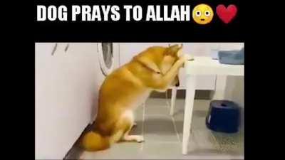 نصلي لك الكلب المتخلف🙏🏿