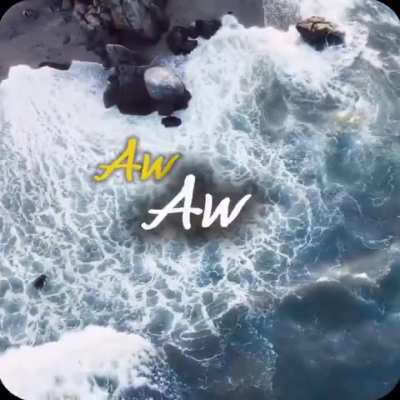 cat of the day 530awawawaw