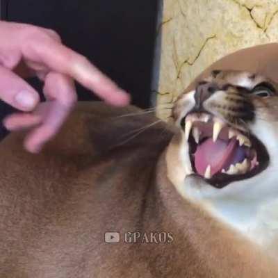 eyy, gtfo outta here floppa