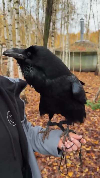 Hearing a raven speak Russian is one of the most terifying things I've ever heard