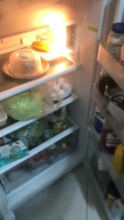 Por algum motivo ele gosta de ficar ai, mesmo quando clima ta frio. Ele gosta de ficar uns 30 min ou mais. Ele não faz bagunça, só fica ali paradinho. O que ele fica fazendo? 🤔