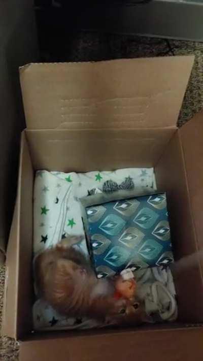 Smol Penny playing! Soon she will be too big for this sub. 😁