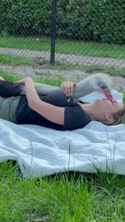 Dinosaurs need love too