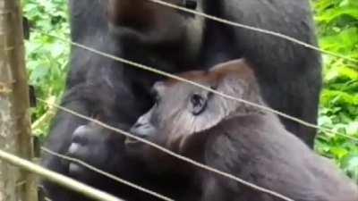 Gorilla befriends a tiny bushbaby and releases it into the wild