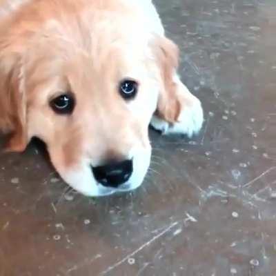 The definition of puppy eyes