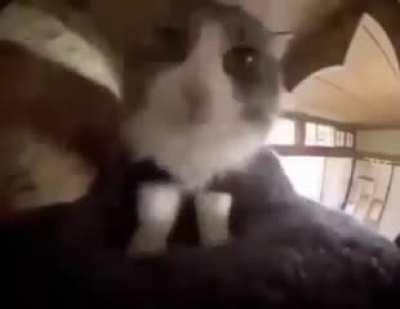 compotahyper be like: