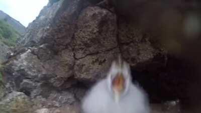 When threatened, Fulmar chicks vomit a stinky, sticky orange oil at the predator. The oil glues feathers to stop flight. When the birds goes to water to rinse the oil in water, it loses buoyancy and drowns