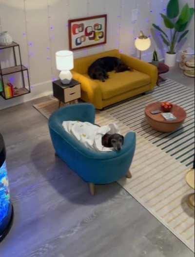 These doggos have their own living room space
