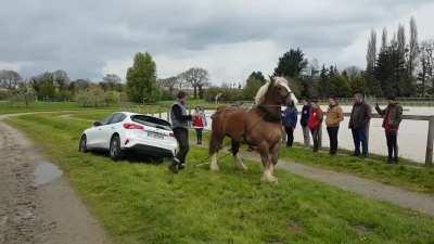 Horse power towing a car out of a ditch