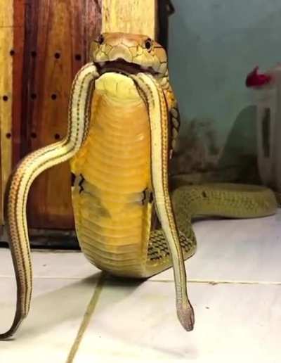King Cobra gives a warning growl, unlike other species of snake that hiss