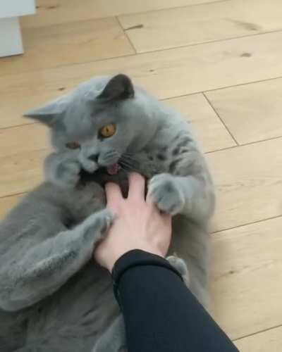 Mind Is Blown By A Belly Rub