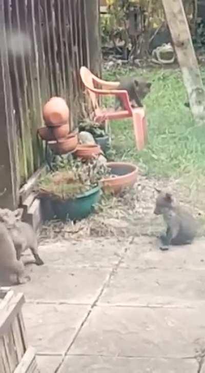 Mum has a family of foxes that have taken up residence in their back garden during lockdown!